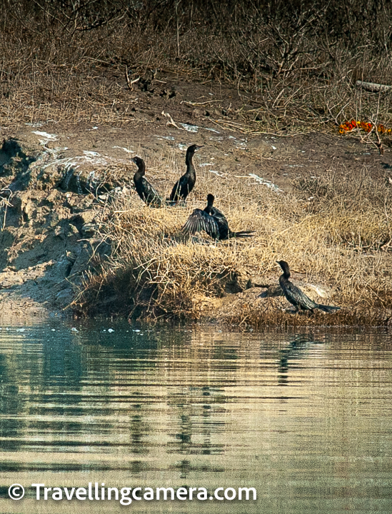 Anyway, may be because this area is too close to dense human population, we did not see any migratory birds here, even though the season was right. However there were some resident birds around and had we been able to stay for longer, may be we would have spotted more.