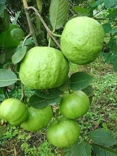 Guava tree image download