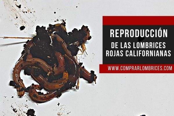 Reproducción de las Lombrices Rojas Californianas