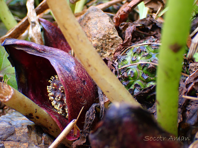 Symplocarpus nipponicus