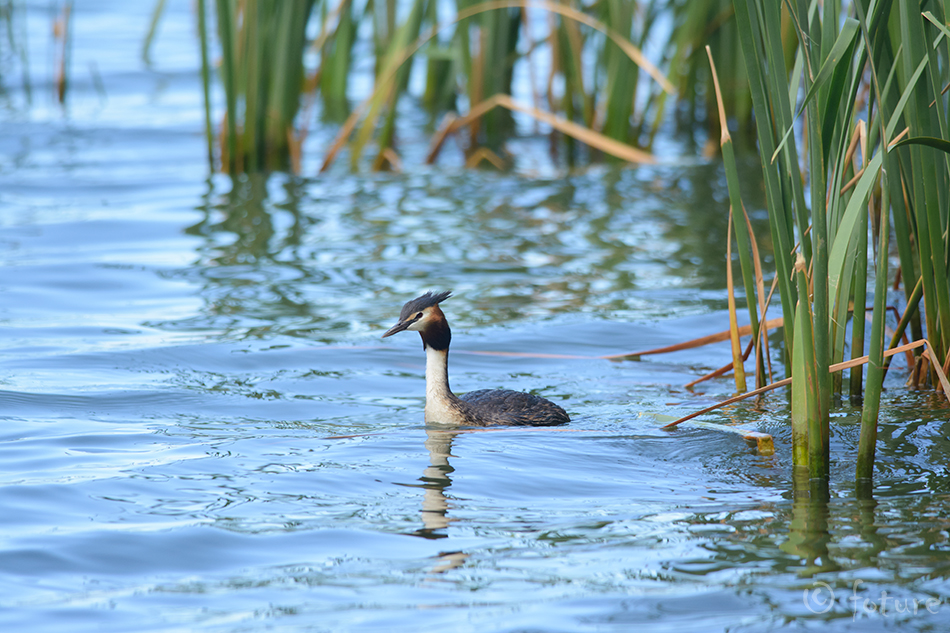 Tuttpütt, Podiceps cristatus australis, Australasian Crested Grebe, pütt, Southern, puteketeke, kamana