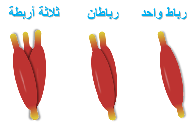 أنواع الاربطة العضلات المغزلية