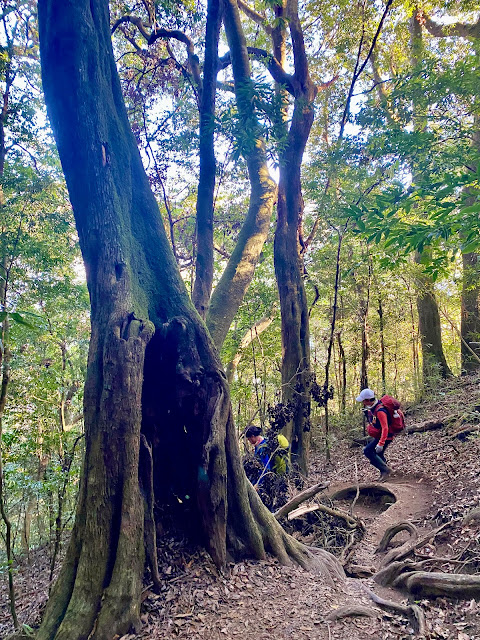 虎山下山