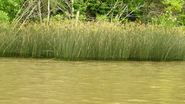 Tigre Delta