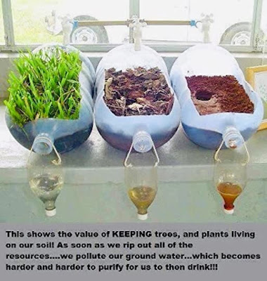 Image of a science project proving that trees/grass/detritus helps clean the water
