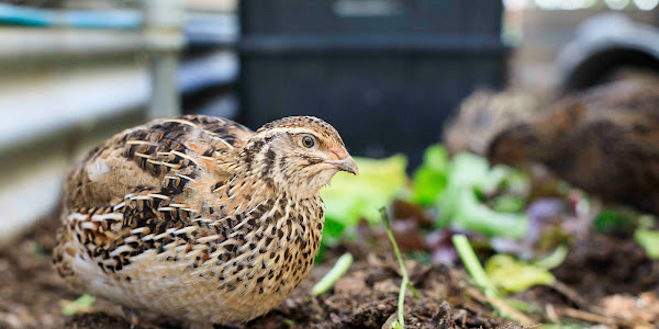 Japanese quail