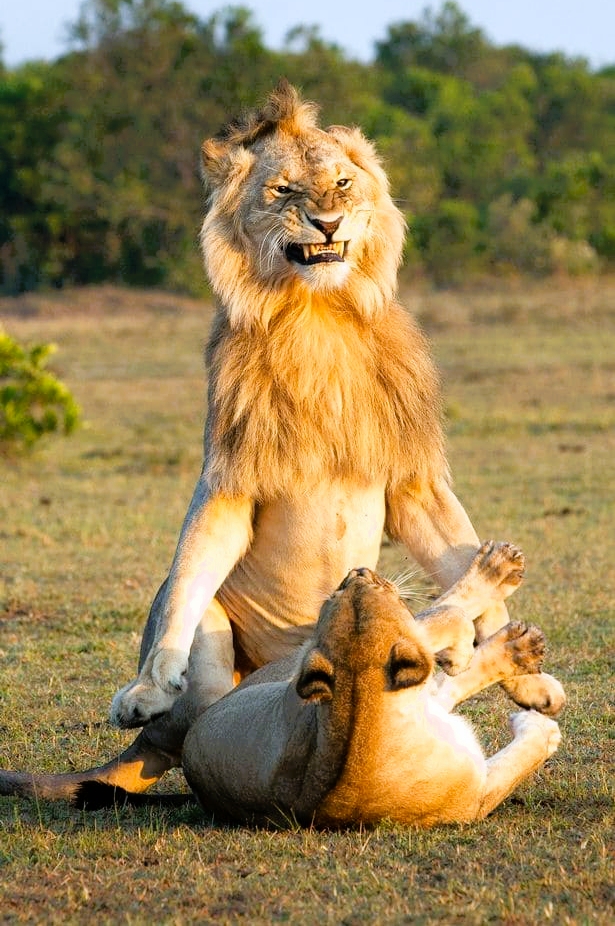 Lion mating with its lioness