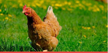 Estudos mostram vantagens na criação de galinhas livres