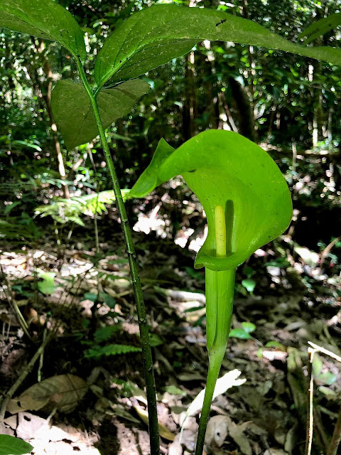 Arisaema bannaense