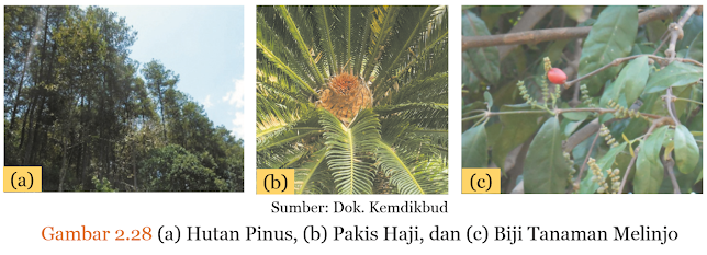 Gambar (a) Hutan Pinus, (b) Pakis Haji, dan (c) Biji Tanaman Melinjo