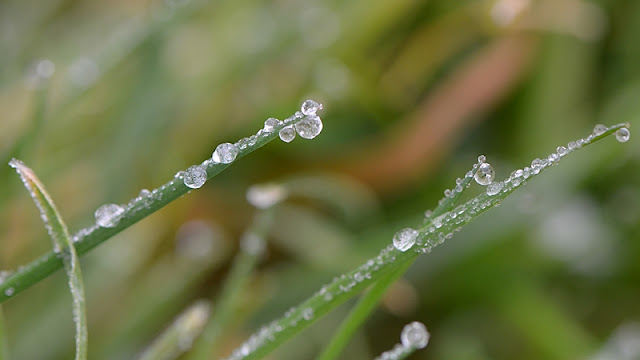 Gouttes de gelée sur brins d'herbe