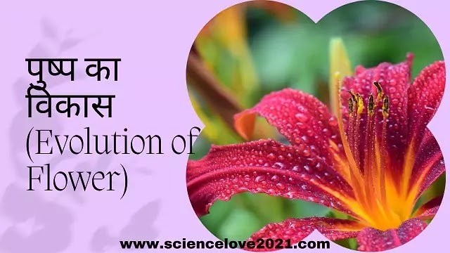 पुष्प का विकास (Development of Flower):उत्पत्ति, विकास, भाग|hindi