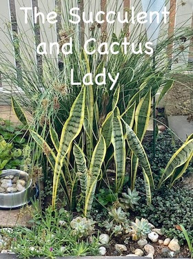 The Succulent and Cactus Lady 