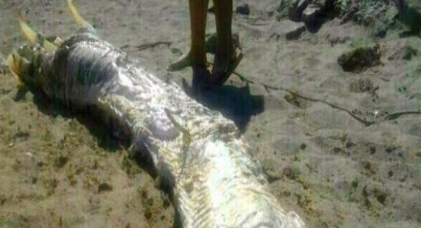 Extraña criatura de cuatro metros aparece en una playa de España