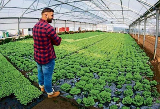 Hydroponic Farming: How to Make Huge Profit with These High-Value Cash crops