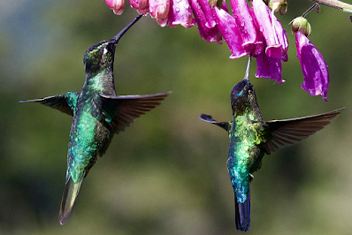 Biblical Dream Interpretation of a Hummingbird