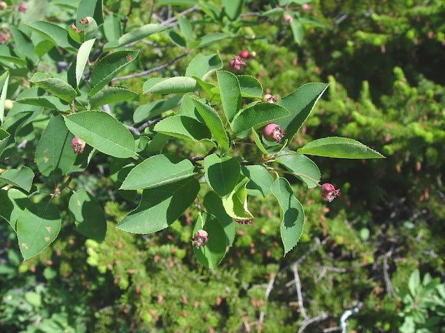 Ирга Бартрама (Amelanchier bartramiana)