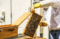 Beekeeping Supplier & Manufacturer