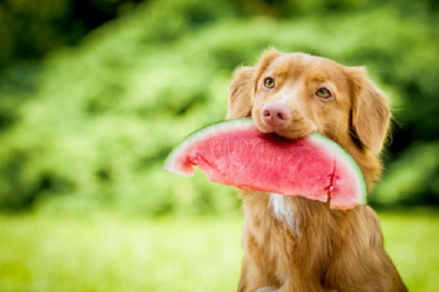 gambar anjing lagi makan semangka