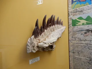 地中海歴史自然博物館の恐竜の化石