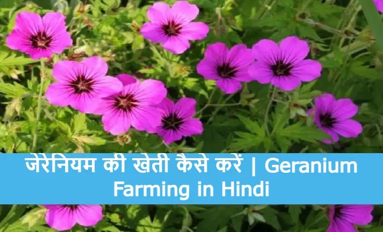 जेरेनियम की खेती कैसे करें | Geranium Farming in Hindi