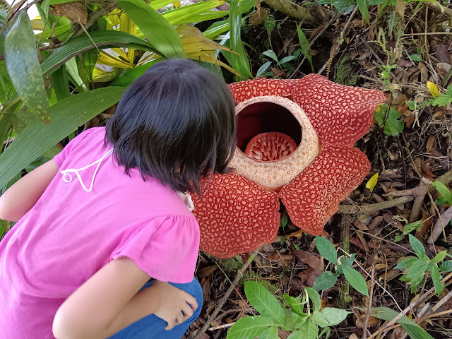 Is Rafflesia smelly?