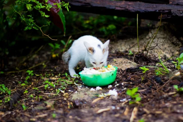 Cara Mengganti Makanan Kucing dari Basah ke Kering