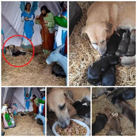 A stray dog finds refuge in a Christmas scene, giving birth to seven adorable puppies and adding warmth to the holiday season. ‎