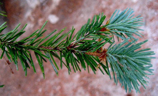 Lincoln National Forest, near Cloudcroft, New Mexico. June 2013. Credit: Mzuriana.