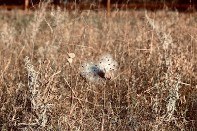 milkweed seed pods in field