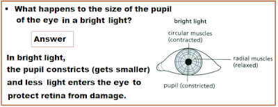 What happens to the size of the pupil in a bright light?