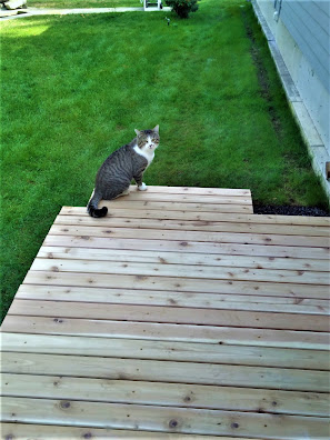 Sloppy Joe the Stray Cat enjoying our new deck!