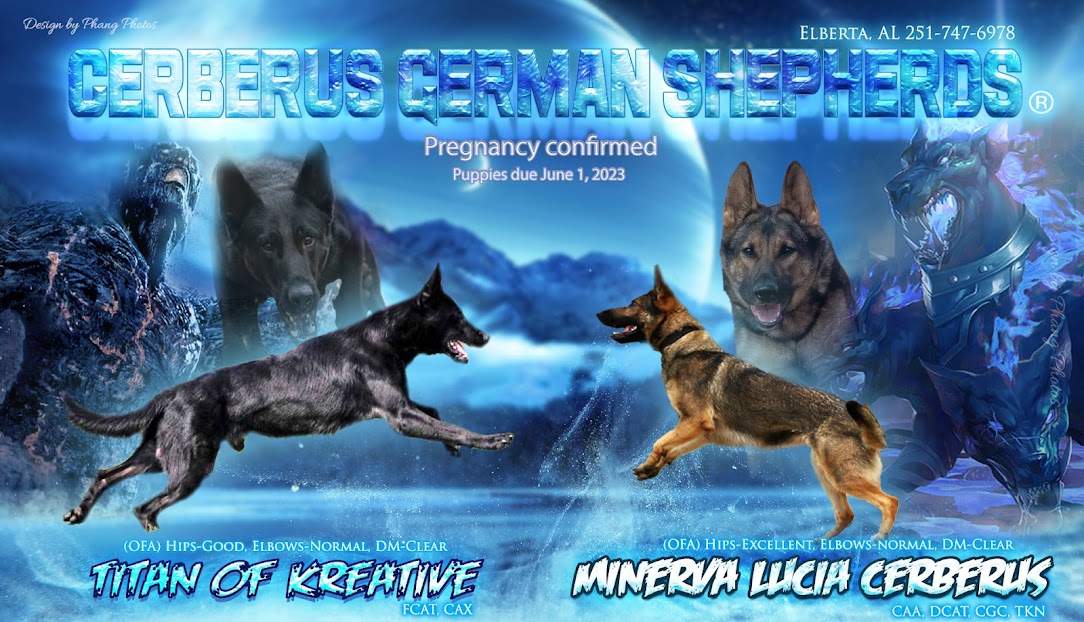 Cerberus German Shepherds