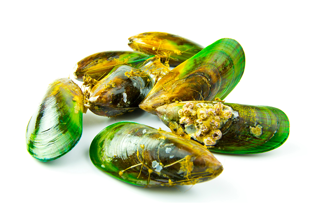 Green lipped mussel