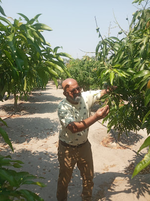 Mango plantation on Mr Imran.Vadi's farm