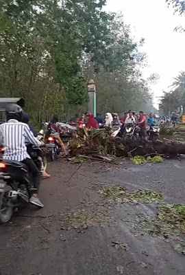 Dua Pohon Sawit Tua Milik PT. Bakrie Ambruk dan Melintang Di tengah Jalan Akibat Diterjang Hujan dan Angin Kencang.