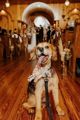 happy dog at wedding