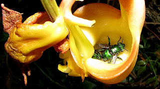 Symbiotic relationships are difficult for Darwinists, relying on "it evolved" as a non-explanation. An example is the bee and the bucket orchid.