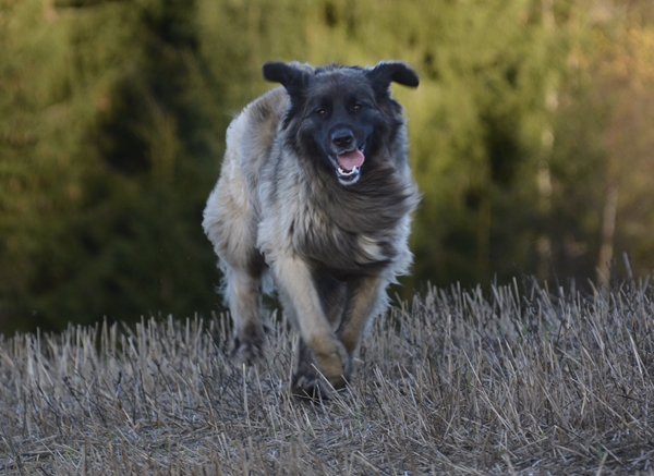 leonberger