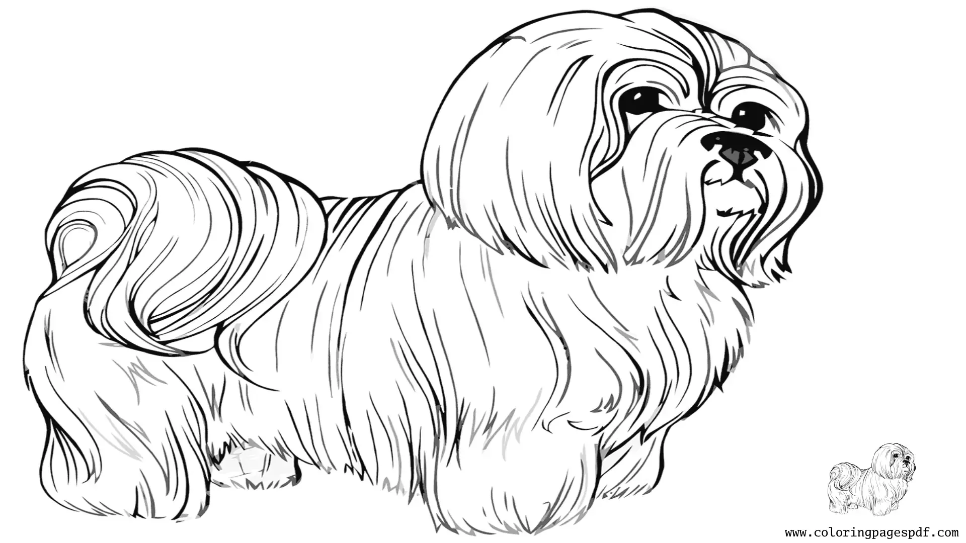 Coloring Page Of A Long Haired Dog