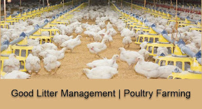 How Litter impacts poultry flock performance