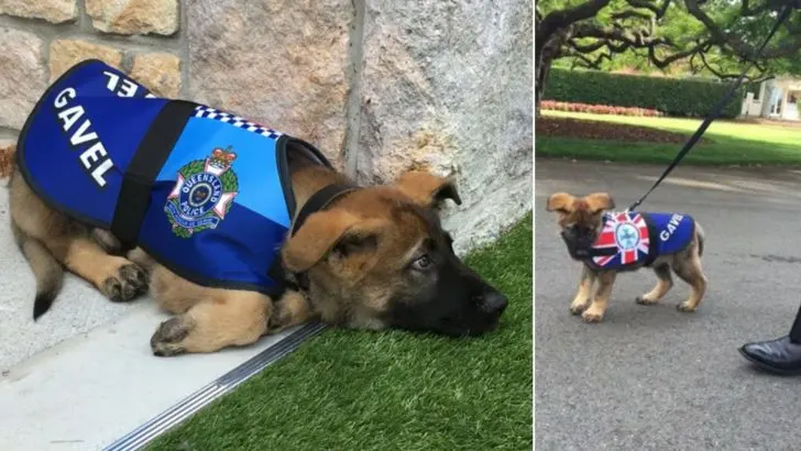 Unfortunately, Gavel flunked the police academy, but he landed an even better job that let him be himself and enjoy life to the fullest.