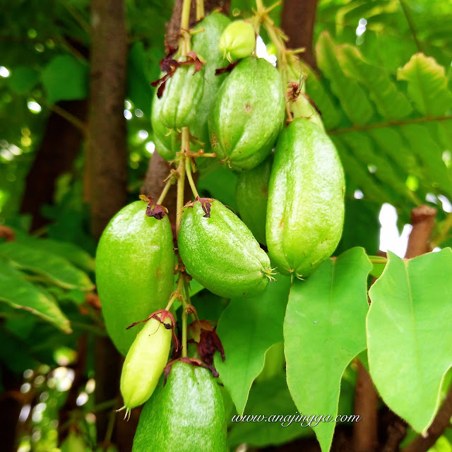 pokok belimbing buluh