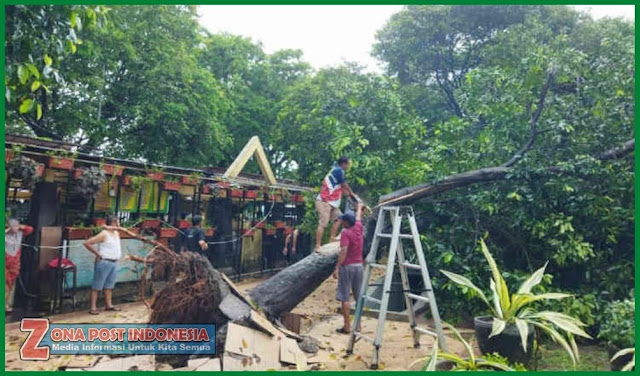 Pohon Besar Diameter 50 Cm Di Taman Sri Tanjung Banyuwangi Jawa timur, Tumbang