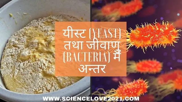 यीस्ट (Yeast) तथा जीवाणु (Bacteria) में अन्तर|hindi