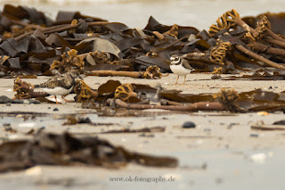 Wildlifefotografie Helgoland Düne Sandregenpfeifer