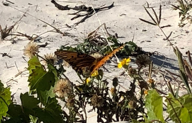 butterfly on a plant on the beach
