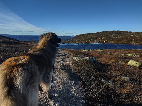 Sørbølfjellet