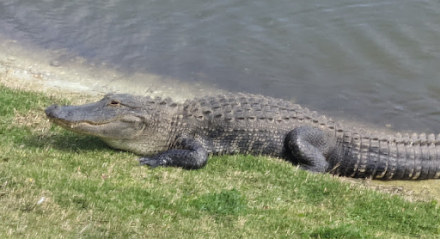 Gators- Click For More Photos