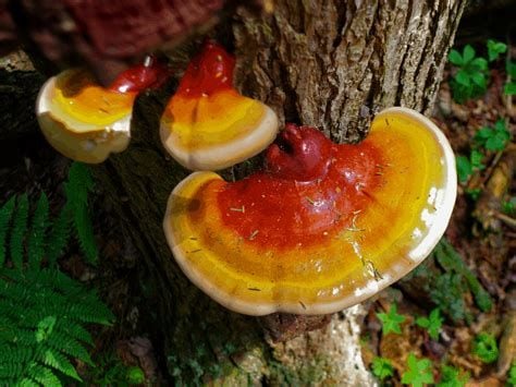 Ganoderma Mushroom Supplier in Montenegro | Ganoderma Mushroom Company in Montenegro | Biobritte mushroom supplier